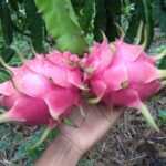 Dragon Fruit – 3Kg